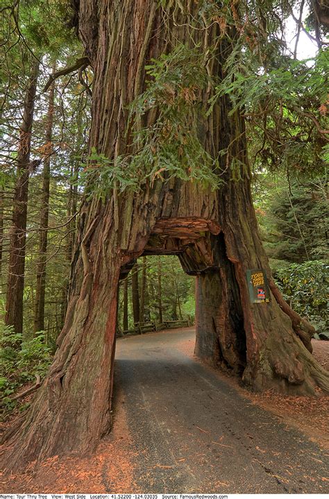 Gamato Tree Famous Redwoods