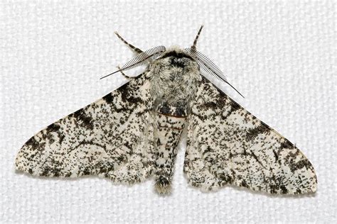 Geometrid Moth: Nature's Hidden Enigma Unveiled