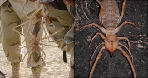 Giant Afgan Spider