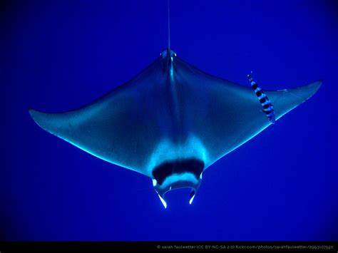 Giant Devil Rays Devil Fish Marinebio Conservation Society