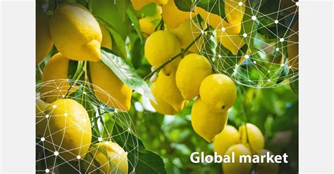 Global Market Overview Lemons Global Market Overview Lemons