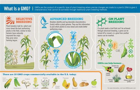 Gmo Pesticide Drawing For Agricultural Art And Bioethics Enthusiasts
