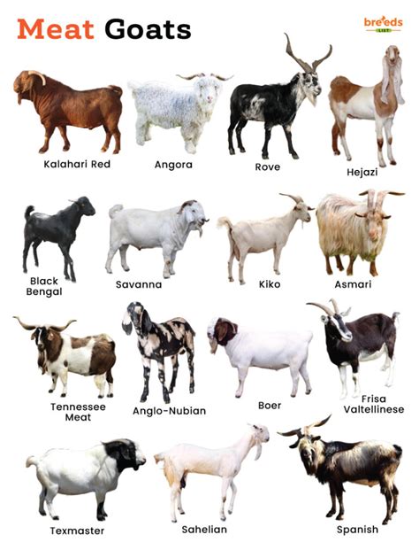 Goat Meat Boom Farmers Golden Opportunity In 2025 There Is A Booming Demand For Meat Goats Goat Meat Boom Farmers Golden Opportunity In 2025 There Is A Booming Demand For Meat Goats