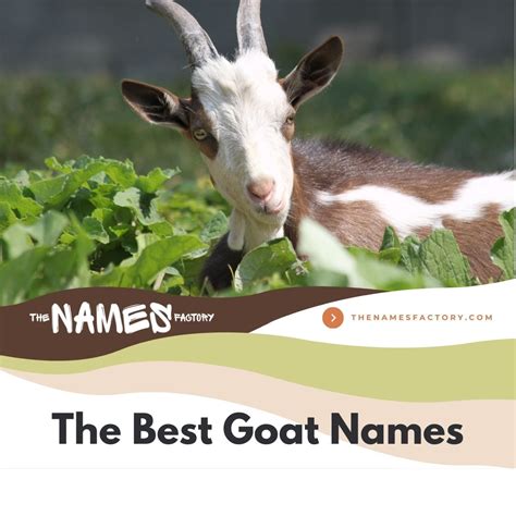7 Ways To Nail Goat Name Of Industry For Your Brand