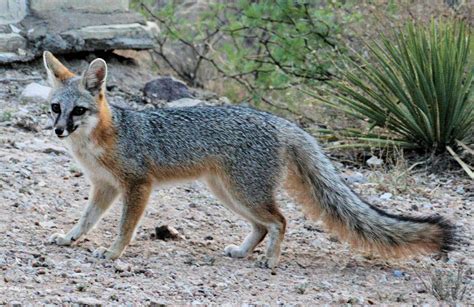 Grey Fox