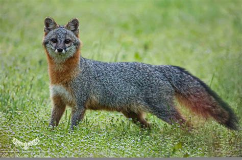 Grey Foxes Grey Foxes