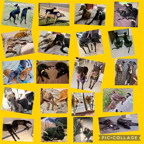 Greyhound Adoptions Wa Adopt A Rescue Greyhound