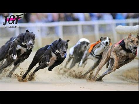 Greyhound Dog Racing Track Race 480M