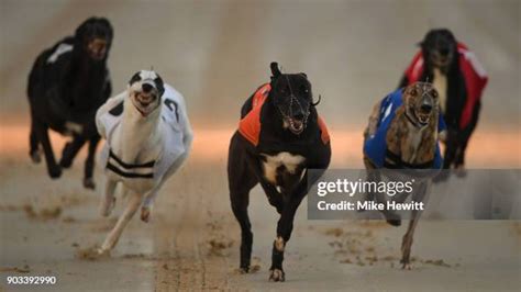 Greyhound Races At Brighton Photos And Premium High Res Pictures