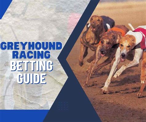 Greyhound Racing Betting Guide Sporting Life