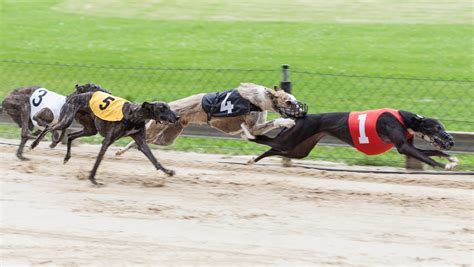 Greyhound Racing Florida Drugging Dogs Tracks Card Rooms Allowed State