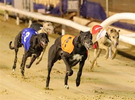 Greyhound Racing Is On Its Last Lap The Spectator