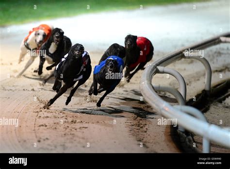 Greyhounds Brighton Amp Hove Greyhound Stadium Dogs Run In A Race