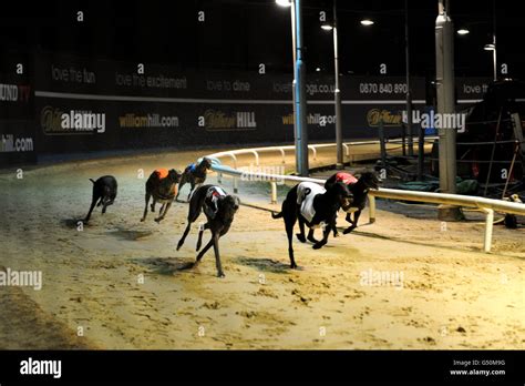 Greyhounds Williamhill Com Springbok Amp Racing Post Juvenile Gala