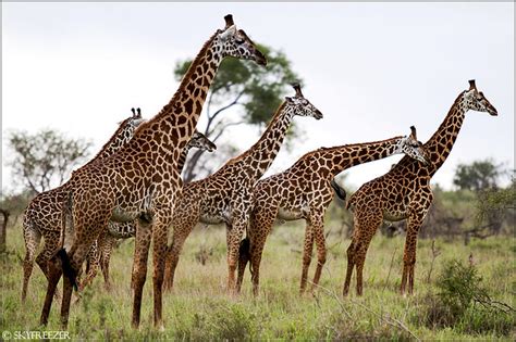 Whats the Name of a Group of Giraffes Discover Here