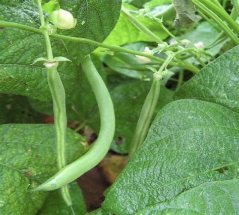 Growing Green Beans From Planting To Harvesting The Old Farmer Amp 39 S Almanac