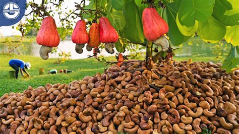 Harvesting Millions Of Cashew Nuts For Processing Mega Food Factory