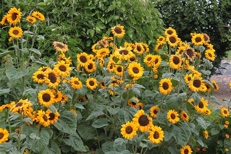 Unlocking Secrets of Helianthus Annus