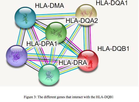 Hla Dqb1 Gene Understanding Its Role In Immunity And Disease