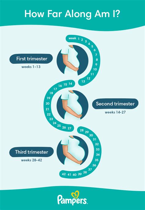 How Can I Know How Many Weeks Pregnant I Am