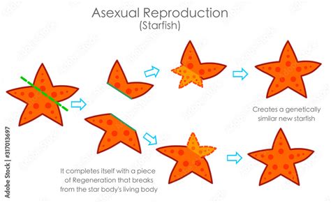 How Do Starfish Reproduce: Secrets Unveiled!