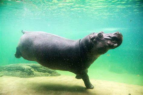 How Fast Do Hippos Swim Uncovering Their Aquatic Speed Secrets