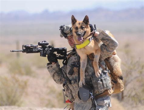 How Military Dogs Are Trained Military How Military Dogs Are Trained Military