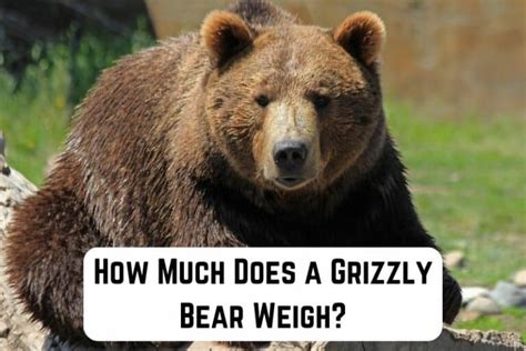 Unveiling Grizzly Bear Weight Secrets: Average Grizzly Bear Weight Explored
