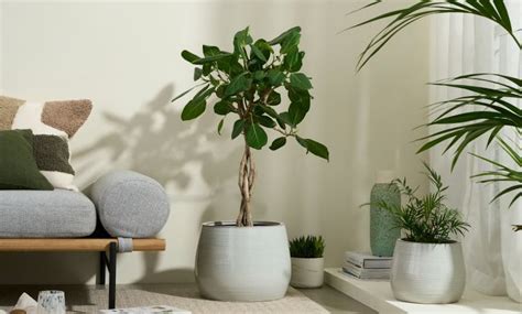 How To Choose The Perfect Indoor Plant Pots Near Me An Urban Plant