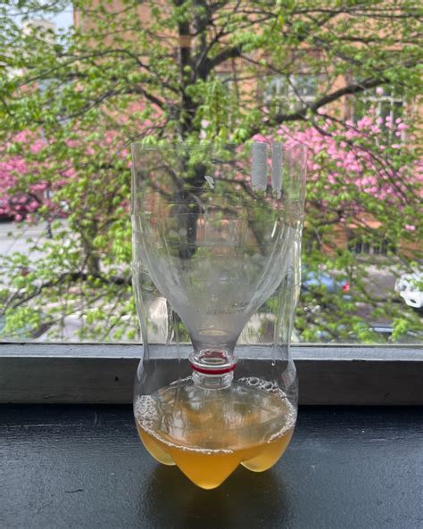 How To Make The Best Homemade Fly Trap For Indoors And Outside