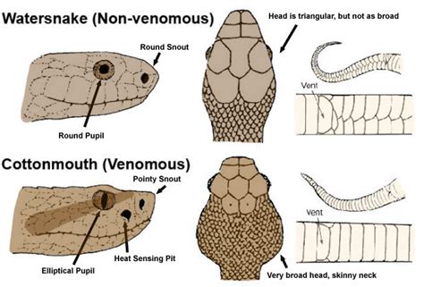 How To Tell Venomous Snakes From Non Poisonous Head Color