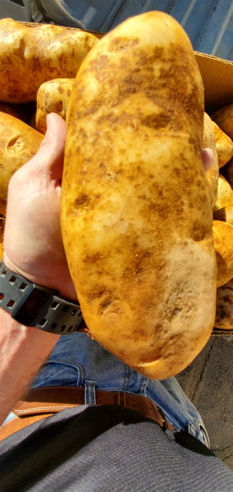 Idaho Famous Jumbo Russet Potatoes 4 Each