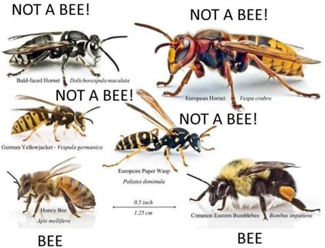 Mastering the Art of Identifying Bees Hornets and Wasps
