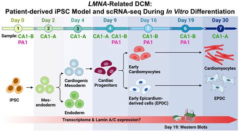 IPSC LMNA: Breakthrough in Stem Cell Therapy?