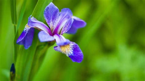 Unlock the Secret Beauty of Iris Flower Varieties