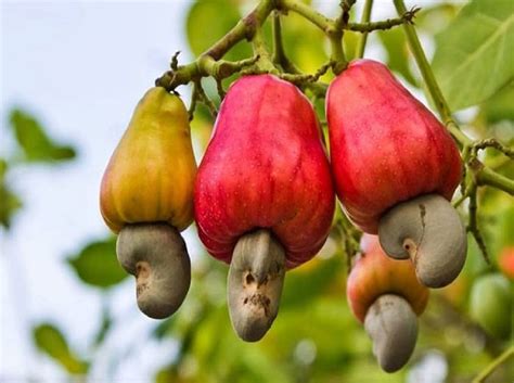 Is Cashew Nut A Nut