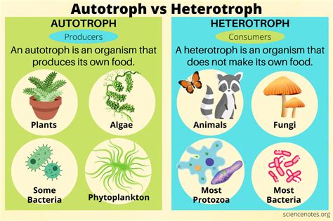 Solar Reef Analogy: Is Coral Heterotrophic Or Autotrophic