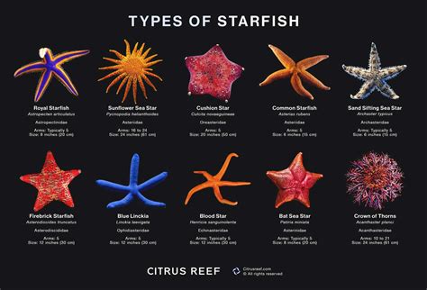 Is There A Lunar Starfish: Fast Answers And Quick Insights