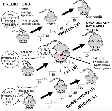 It S Eating Fat That Makes You Fat New Mouse Study Suggests