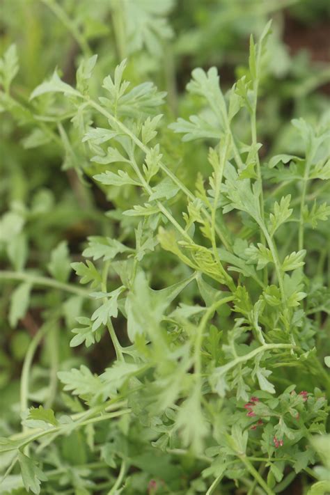 Kandahar Giant Cress Seeds Annapolis Seeds