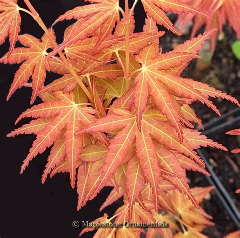 Kristin S Star Maplestone Ornamentals