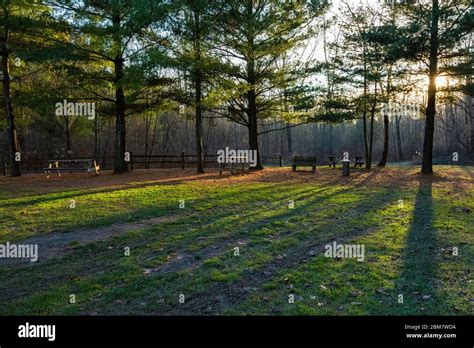 Late Afternoon Sunlight Through Eastern White Pines Pinus Strobus