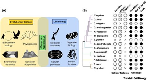 Limits On The Evolutionary Rates Of Biological Traits Scientific Reports