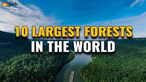 Longest Forest In The World