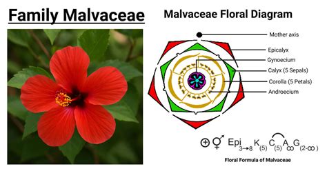 Malvaceae Family Health Benefits
