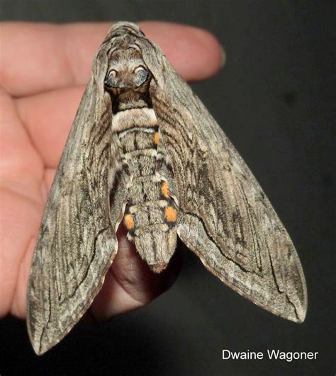 Manduca Quinquemaculata: Nature's Stunning Moth Marvel