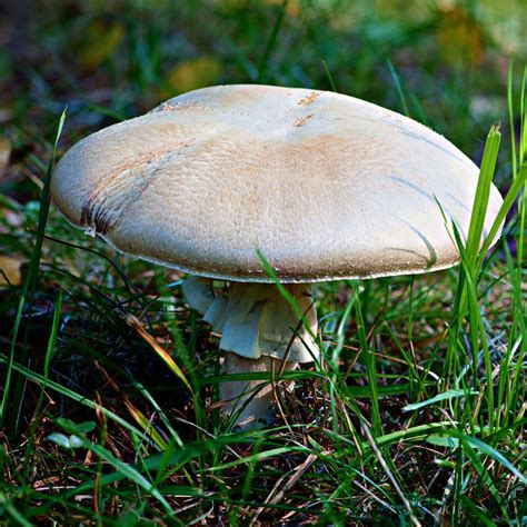 Meadow Mushrooms: Nature's Hidden Treasure