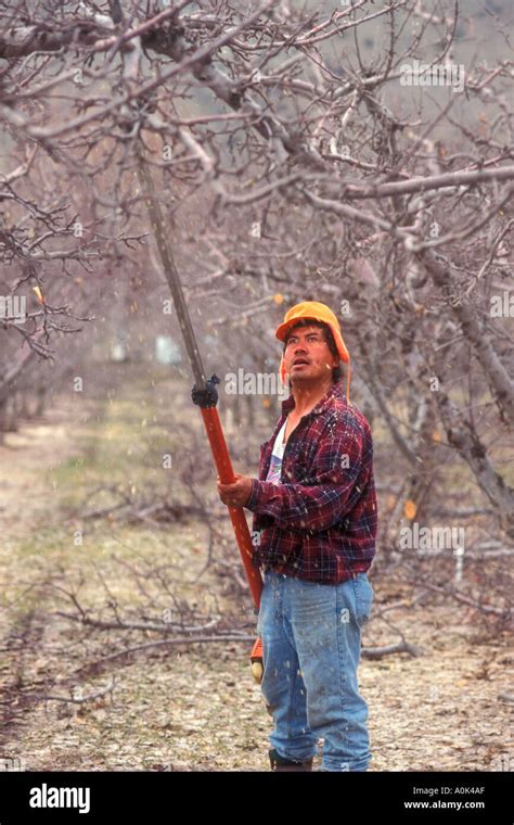 Mexican Immigrant Prunes Apple Trees In Wenatchee Washington Stock