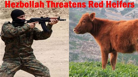 Mideast News Hezbollah Threatens Israel S Red Heifers Signs Of The