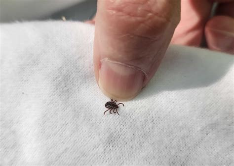 Missouri Is A Hotbed For Tick Related Illnesses Here Amp 39 S How To Keep